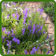 Versatile Growing Conditions For Skullcap Herbs