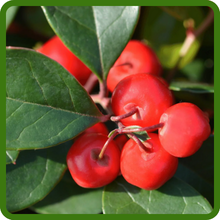 Wintergreen Fragrant Foliage and Berries