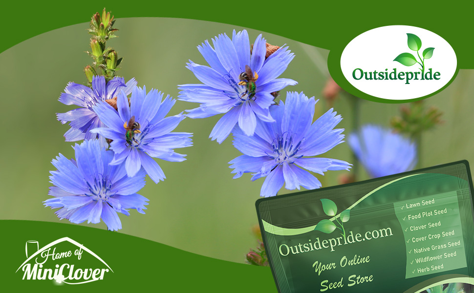 Bee On Chicory Flowers Pollinating