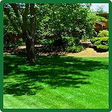 Full Sun to Partial Shade Fine Fescue Lawn Grass Seed