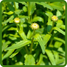 Dark Green Foliage of Chrysanthemum Shasta Daisy