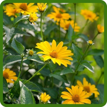 Heliopsis Tall & Upright Growth