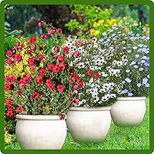 Scarlet & White Flax Container Plants