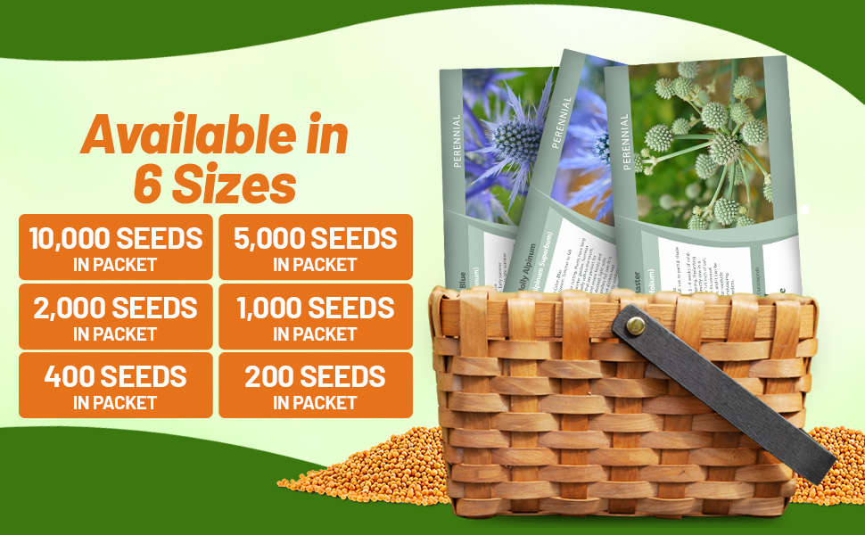 Eryngium Seed Packets For Sale