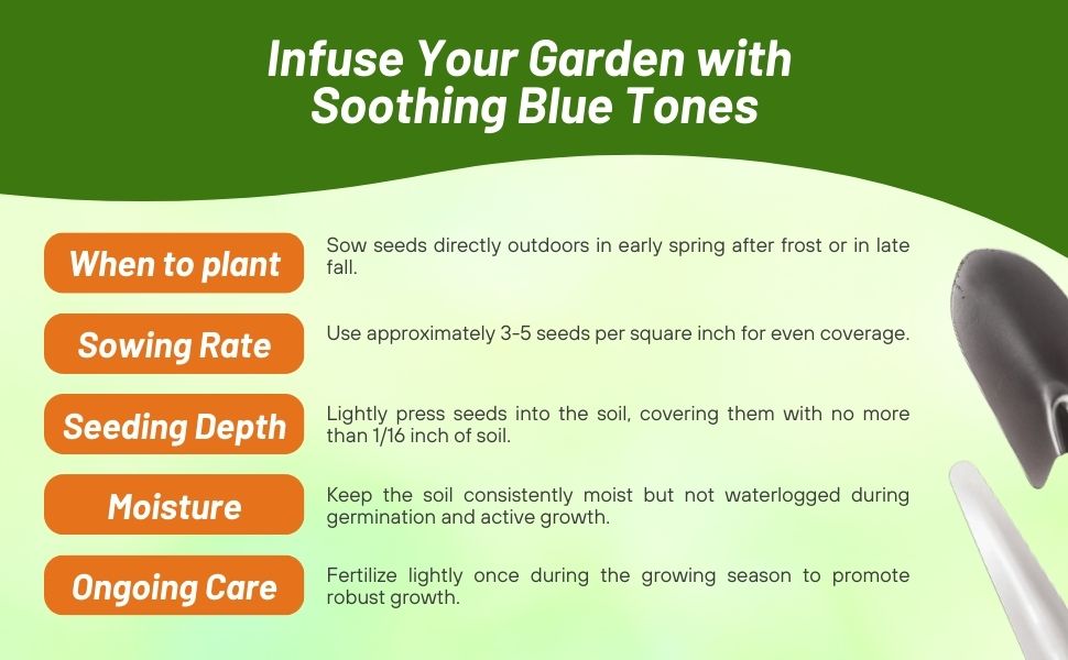 Planting Directions For Koeleria glauca Blue Hair Ornamental Grass Seeds