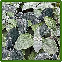 Plectranthus Dazzling Silver Foliage