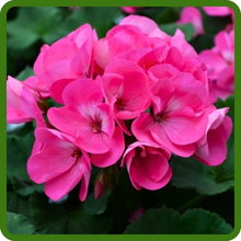 Rose Geranium Flowers