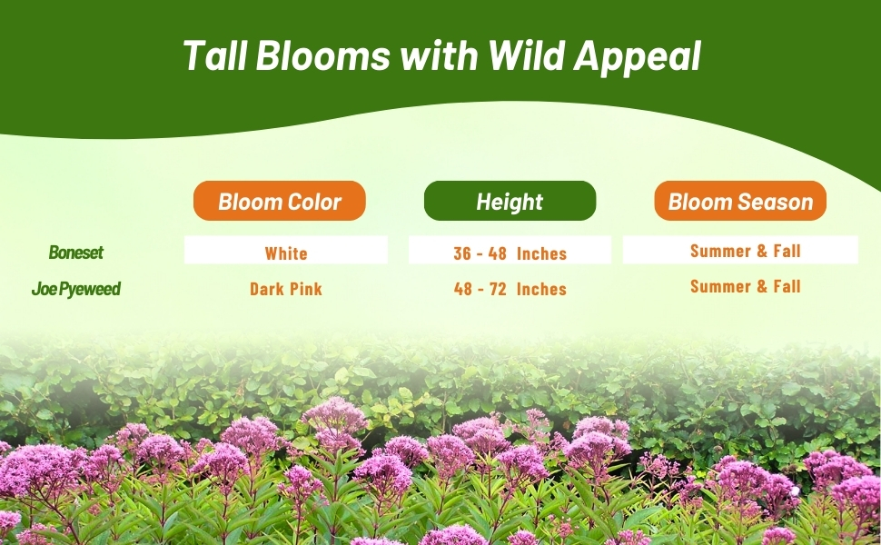 Bloom Season, Color, & Height Chart of Joe Pyeweed & Boneset