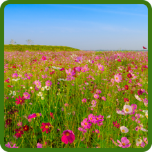 Long Blooming Cosmos Wildflowers