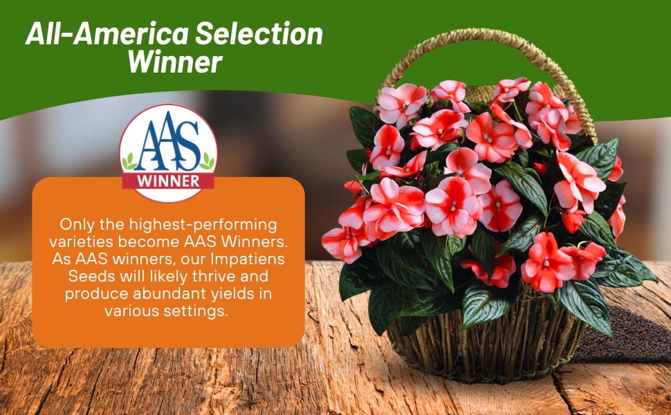 New Guinea Impatiens Orange Sweet All American Selection Winner