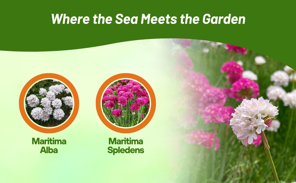 Alaba White & Spendens Rose Armeria Plants