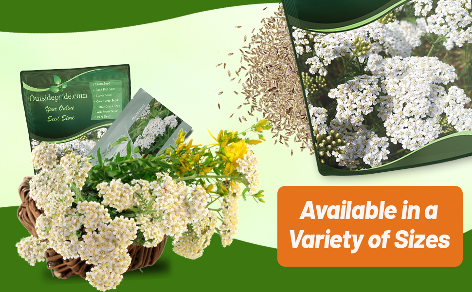 Achillea Wild White Yarrow Seed Packet & Bulk Bag For Planting