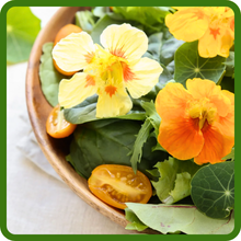 Vining Nasturtium Plants Have Edible Flowers & Leaves