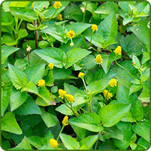 Fast Growing Toothache Plant Medicinal Herb