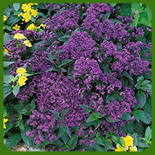 Fragrant Blooms of Heliotrope Flowers