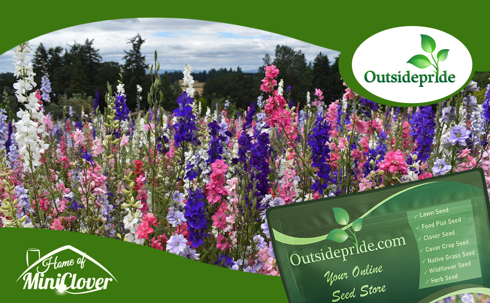 Rocket Larkspur Wildflower Meadow Planted From Seeds