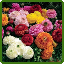 Magic & Mache Ranunculus Flowers