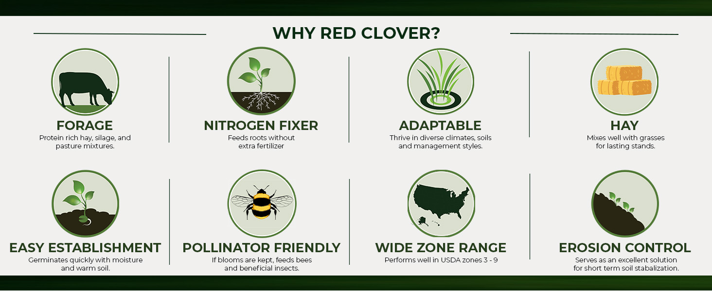 Red Clover Bulk Seeds
