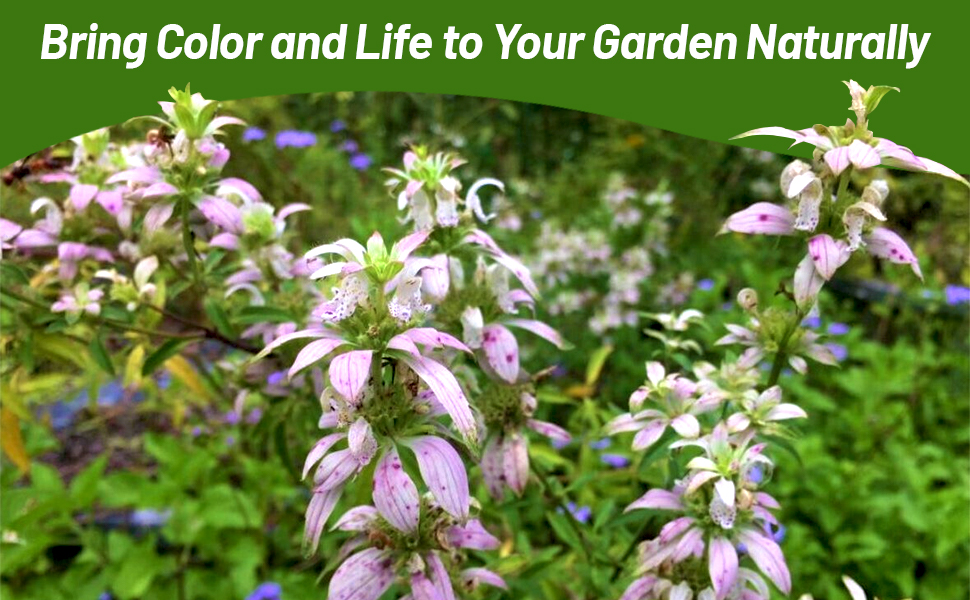 Natural Monarda Punctata Spotted Beebalm Flower Garden