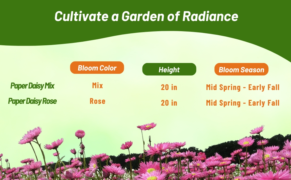 Bloom Season, Height, & Color Chart For Helipterum Paper Daisy