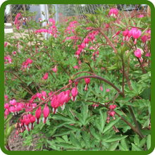 Fringed Bleeding Hearts For Beds & Borders