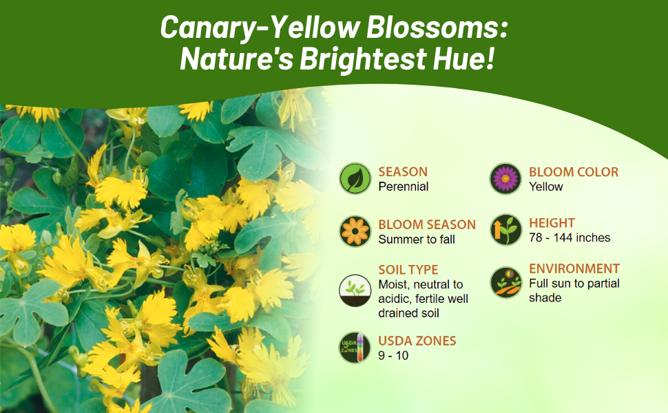 Canary Creeper Yellow Bloom Color & Climbing Plant