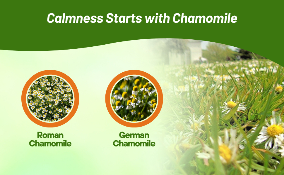 Roman & German Chamomile Herb Seed Varieties