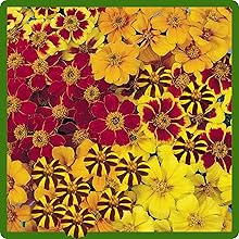 Dense Planting of Tagetes Patula French Marigold Flower Seeds