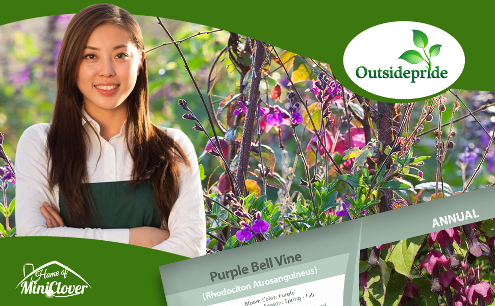 Purple Bell Vine Flower Seeds