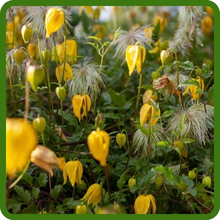 Clematis Vine Plants