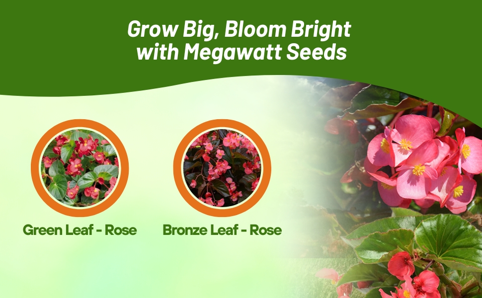 Green Leaf & Bronze Leaf Megawatt Begonia Plant Varieties