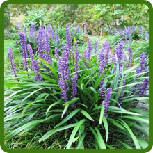 Blue Flowers of Liriope Monkey Grass Spikes