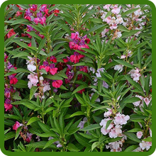 Shade Tolerant Impatiens Balsam