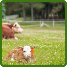 Annual Berseem Clover Legume For Pastures