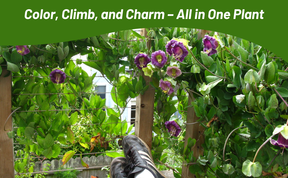 Cup & Saucer Climbing Vining Plants on Fence