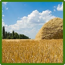 Nutrious Forage Grown From Pasture Seed