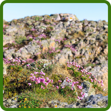 Drought Tolerant Armeria Plants In Rock Garden
