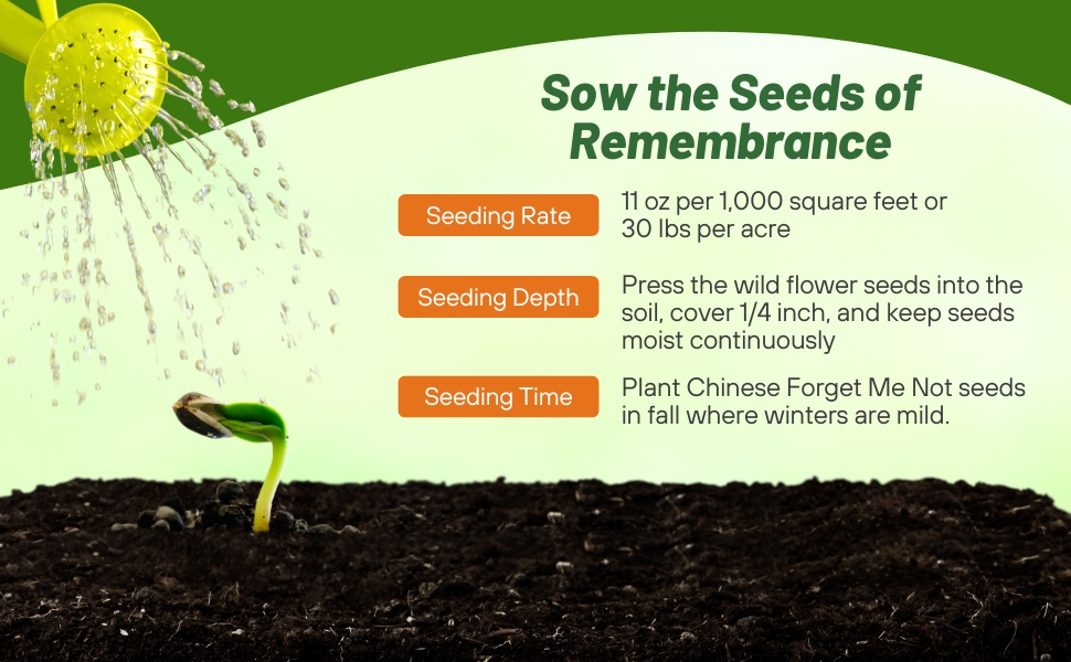 Planting Directions For Chinese Forget Me Not Flowers