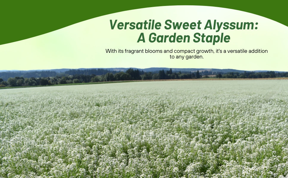 Compact Growth of Sweet Alyssum Wild Flower Meadow