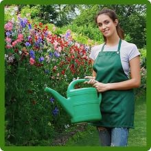 Watering Sweet Pea Mixtures
