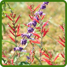 Drought Tolerant Texas Oklahoma Wildflower Mixture