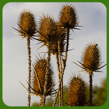 Teasel Garden Seeds