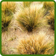 Drought Tolerant Native Grass Seed Mix Midwest