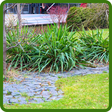 Clump-forming Growth of Yucca Plants