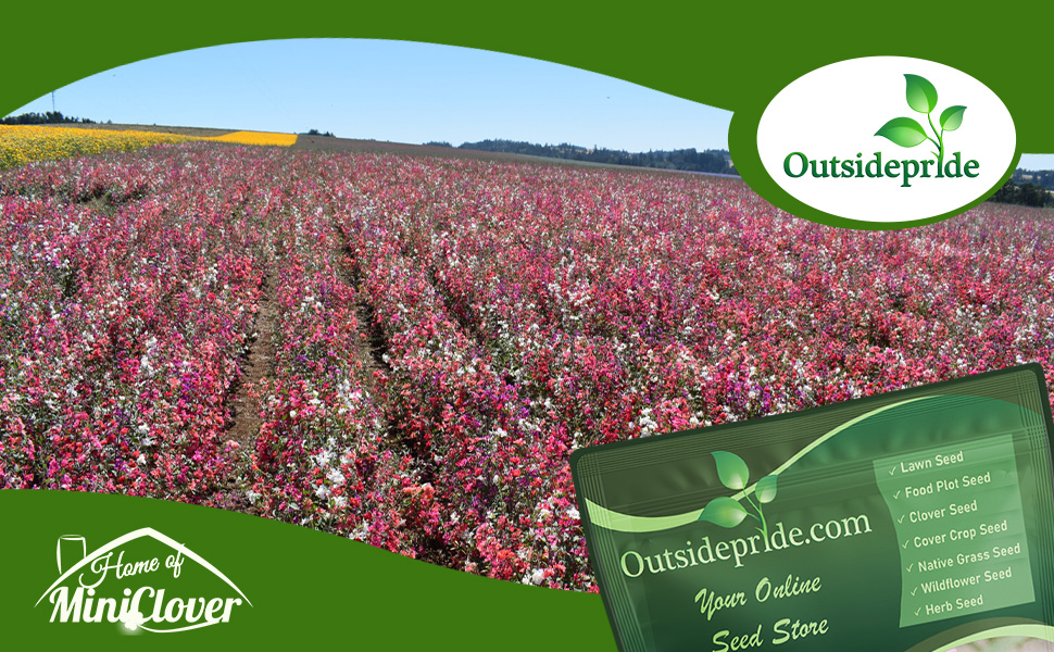 Clarkia Wildflower Meadow Planted From Flower Seeds