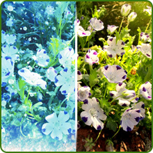 Heat & Cold Tolerant Nemophila Five Spot Flowers