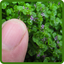Ornamental Corsican Mint Grown From Ground Cover Seeds