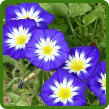 Heat and Drought Tolerant Convolvulus Tricolor Dwarf Morning Glory