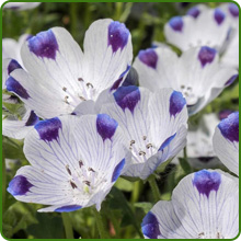 Self-seeding Nemophila Five Spot