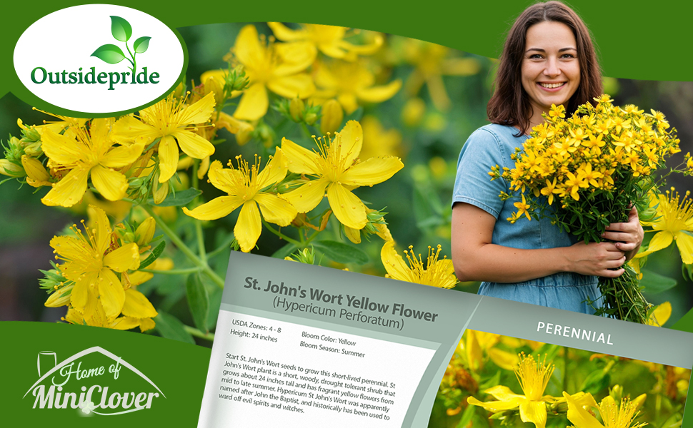 St. Johns Wort Yellow Flowering Plants